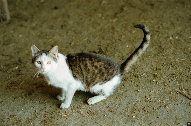 img00030.jpg