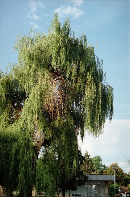 img00062.jpg